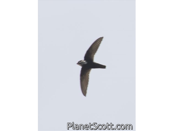 Mottled Spinetail (Telacanthura ussheri)