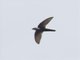 Mottled Spinetail (Telacanthura ussheri)