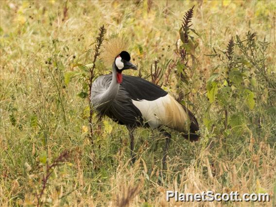 Gray Crowned-Crane (Balearica regulorum)