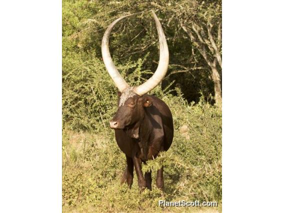 Aurochs (Bos taurus)