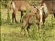 Waterbuck (Kobus ellipsiprymnus) - Juvenile