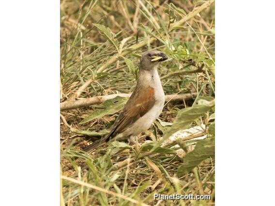 Northern Gray-headed Sparrow (Passer griseus)