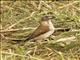 Northern Gray-headed Sparrow (Passer griseus)