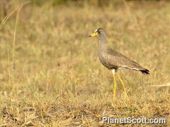 Wattled Lapwing (Vanellus senegallus)