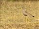 Wattled Lapwing (Vanellus senegallus)