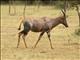 Topi (Damaliscus lunatus)