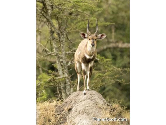 Bushbuck (Tragelaphus scriptus)