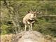 Bushbuck (Tragelaphus scriptus)