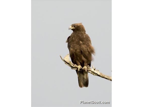 Wahlberg's Eagle (Hieraaetus wahlbergi)