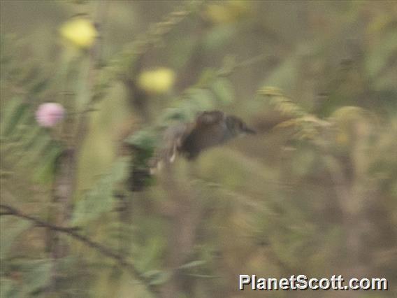 Trilling Cisticola (Cisticola woosnami)