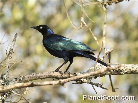 Rueppell's Starling (Lamprotornis purpuroptera)