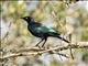 Rueppells Starling (Lamprotornis purpuroptera)