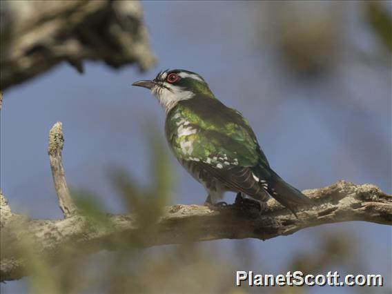 Dideric Cuckoo (Chrysococcyx caprius)