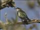 Dideric Cuckoo (Chrysococcyx caprius)