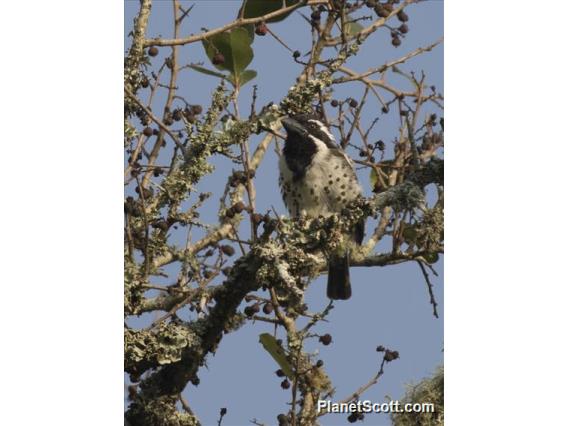 Spot-flanked Barbet (Tricholaema lacrymosa)