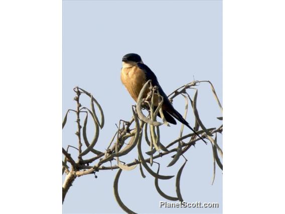 Rufous-chested Swallow (Cecropis semirufa)