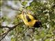 Village Weaver (Ploceus cucullatus) - Male