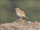 African Pipit (Anthus cinnamomeus)