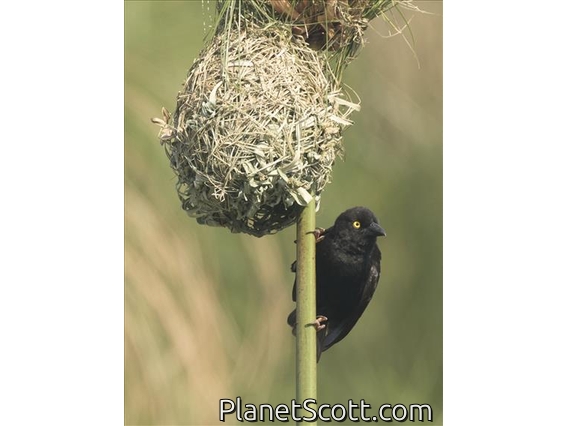 Vieillot's Black Weaver (Ploceus nigerrimus)