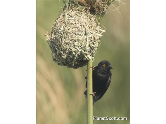 Vieillot's Weaver (Ploceus nigerrimus)