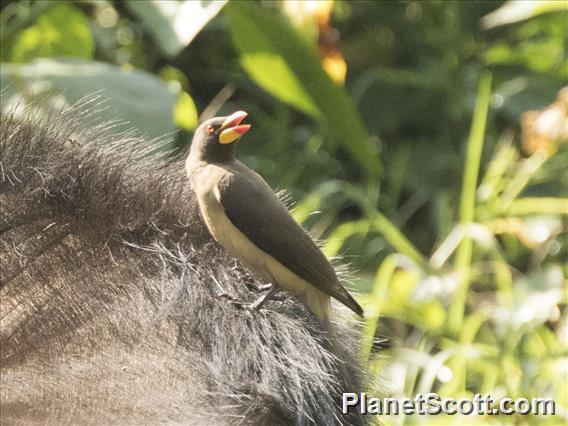 Yellow-billed Oxpecker (Buphagus africanus)