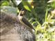 Yellow-billed Oxpecker (Buphagus africanus)