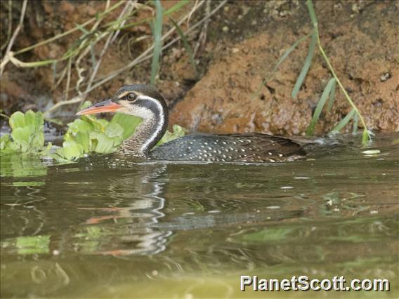 African Finfoot (Podica senegalensis)