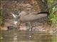 Hamerkop (Scopus umbretta)