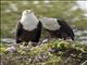 African Fish-Eagle (Haliaeetus vocifer)