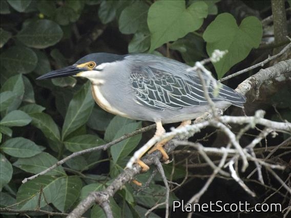 Little Heron (Butorides atricapilla)
