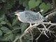 Little Heron (Butorides atricapilla)