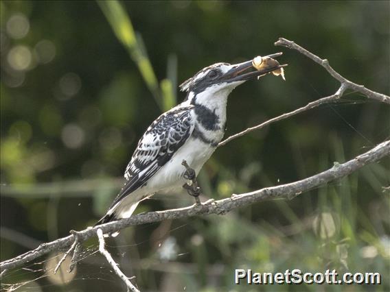 Pied Kingfisher (Ceryle rudis)