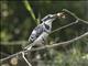 Pied Kingfisher (Ceryle rudis)