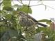 Streaky Seedeater (Crithagra striolatus)