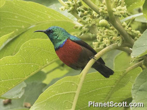 Northern Double-collared Sunbird (Cinnyris reichenowi)