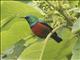 Northern Double-collared Sunbird (Cinnyris reichenowi)