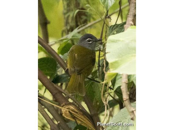 Kikuyu Mountain Greenbul (Arizelocichla kikuyuensis)