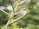 Chubbs Cisticola (Cisticola chubbi)