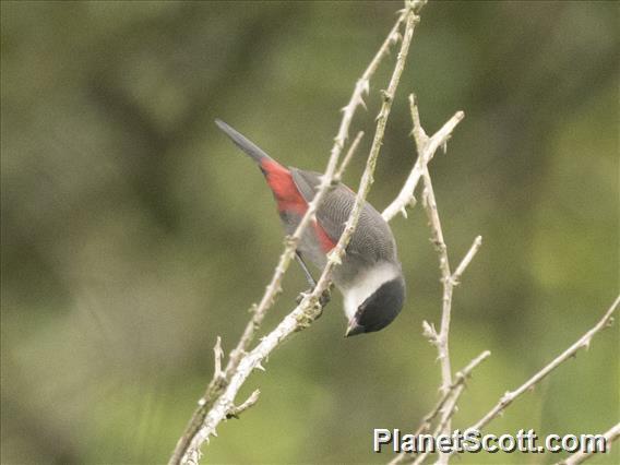 Kandt's Waxbill (Estrilda kandti)