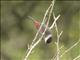 Kandts Waxbill (Estrilda kandti)