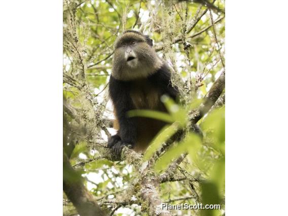 Golden Monkey (Cercopithecus kandti)