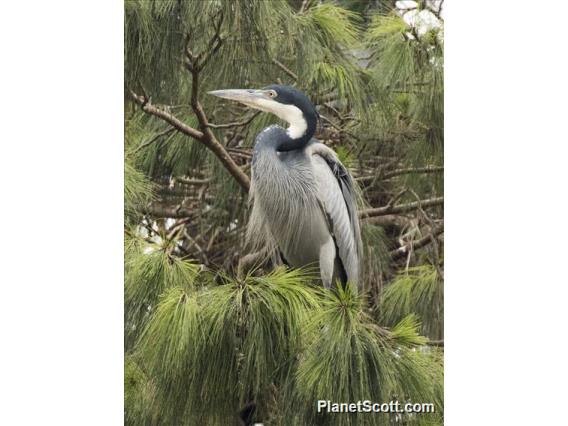 Black-headed Heron (Ardea melanocephala)