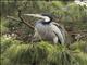 Black-headed Heron (Ardea melanocephala)