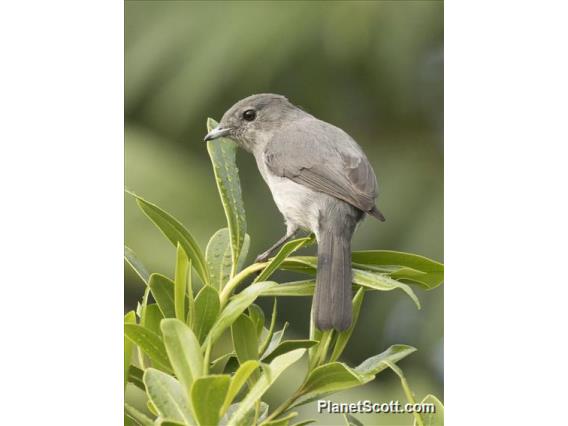 White-eyed Slaty-Flycatcher (Melaenornis fischeri)