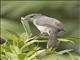 White-eyed Slaty-Flycatcher (Melaenornis fischeri)