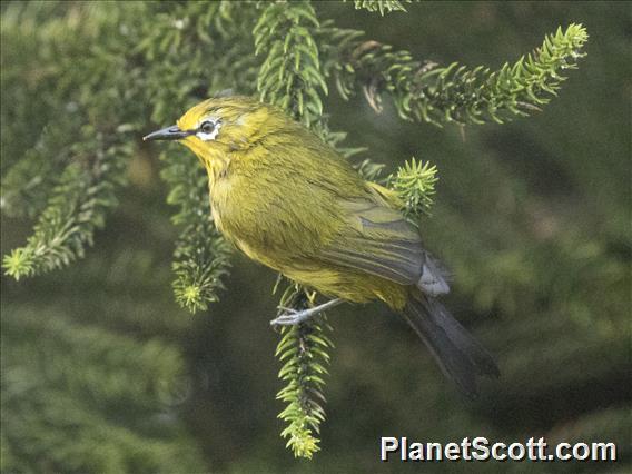 Green White-eye (Zosterops stuhlmanni)