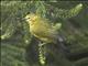 Green White-eye (Zosterops stuhlmanni)