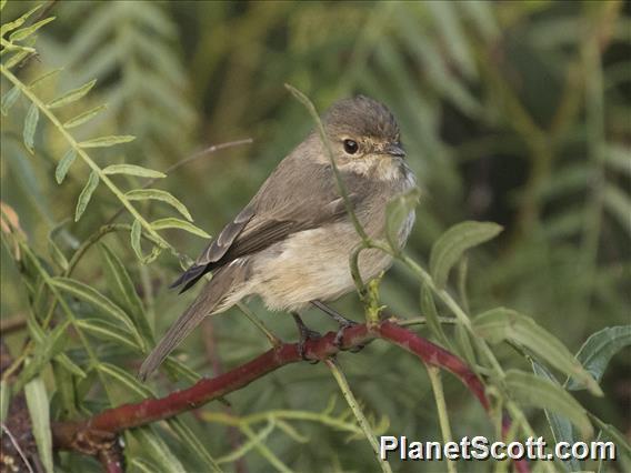 Dusky-brown Flycatcher (Muscicapa adusta)