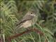 Dusky-brown Flycatcher (Muscicapa adusta)