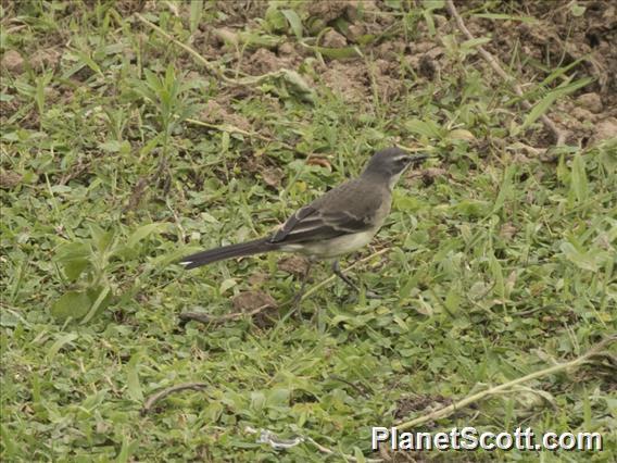 Cape Wagtail (Motacilla capensis)